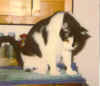 Baby Holstein on dresser-USE.JPG (58749 bytes)