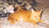 Fillet and Oinky on bed-USE.JPG (60270 bytes)