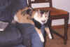 Fillet resting her paws-USE.JPG (72815 bytes)