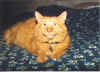 Oinky closeup on bed.jpg (851821 bytes)