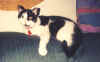 Young Holstein on couch back-USE.JPG (53533 bytes)