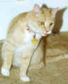 Zebo and tongue 99-USE.JPG (70682 bytes)