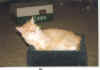 Zebo napping in cube 99.jpg (523608 bytes)